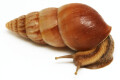 Limicolaria aethiops Tanzania adult
